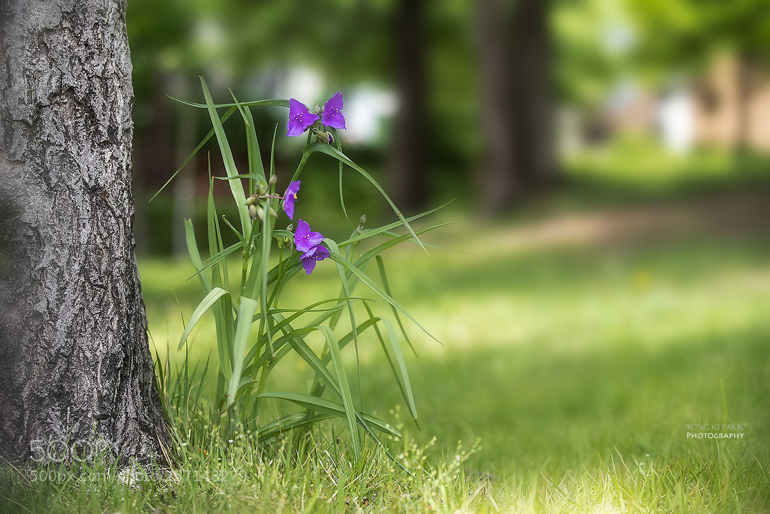 Pentax K-1 sample photo. At the garden of photography