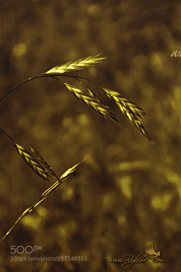 Fujifilm FinePix S1 sample photo. Tallass grass photography