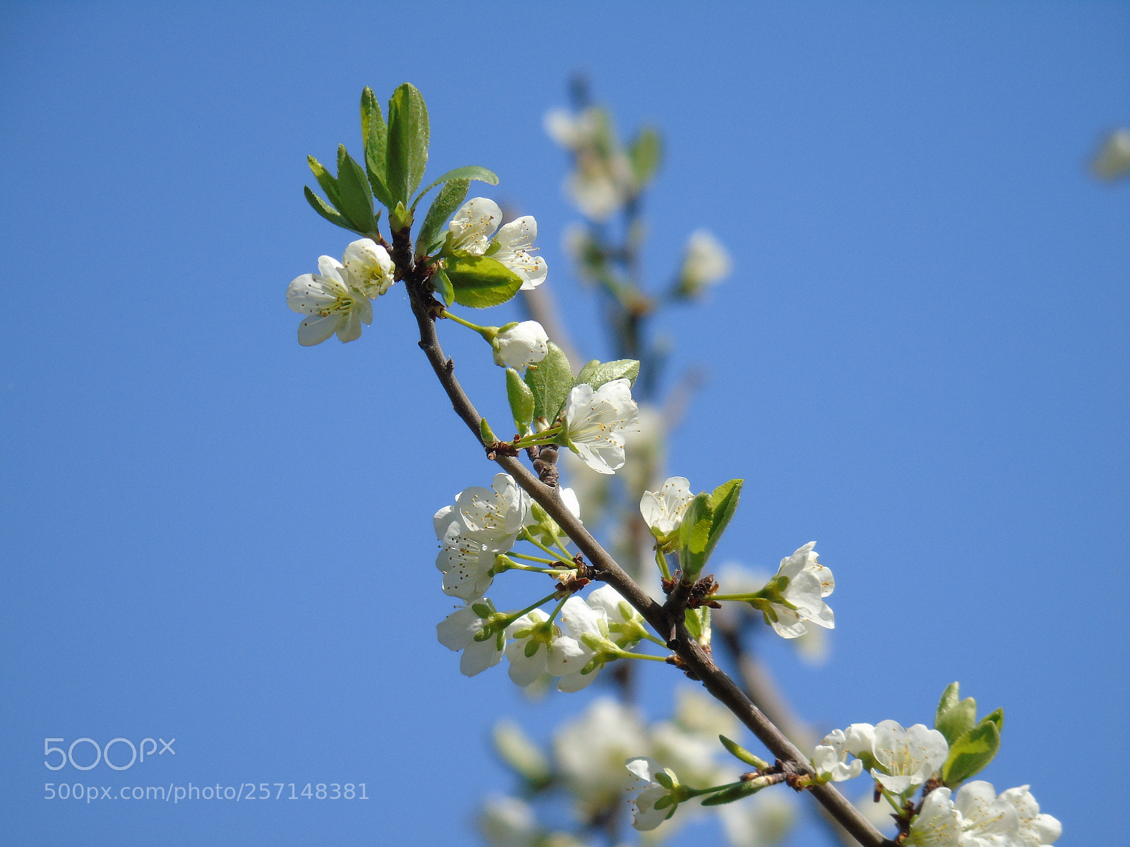 Sony Cyber-shot DSC-H400 sample photo. Lovely spring photography