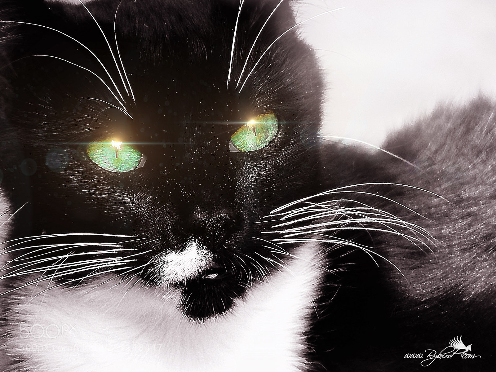 Fujifilm FinePix S1 sample photo. Mickey starry eyes photography