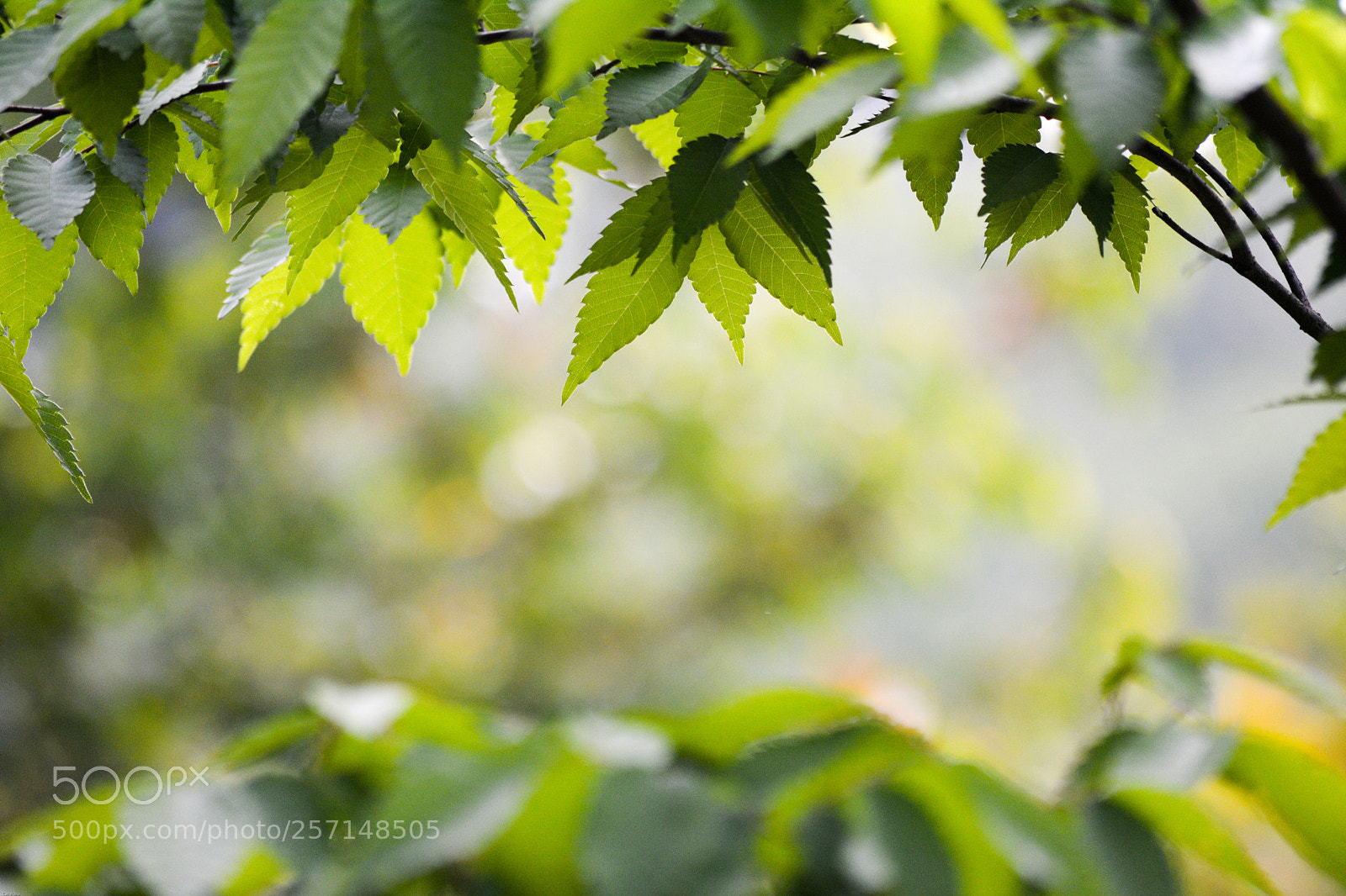 Nikon D5200 sample photo. In the shade of photography