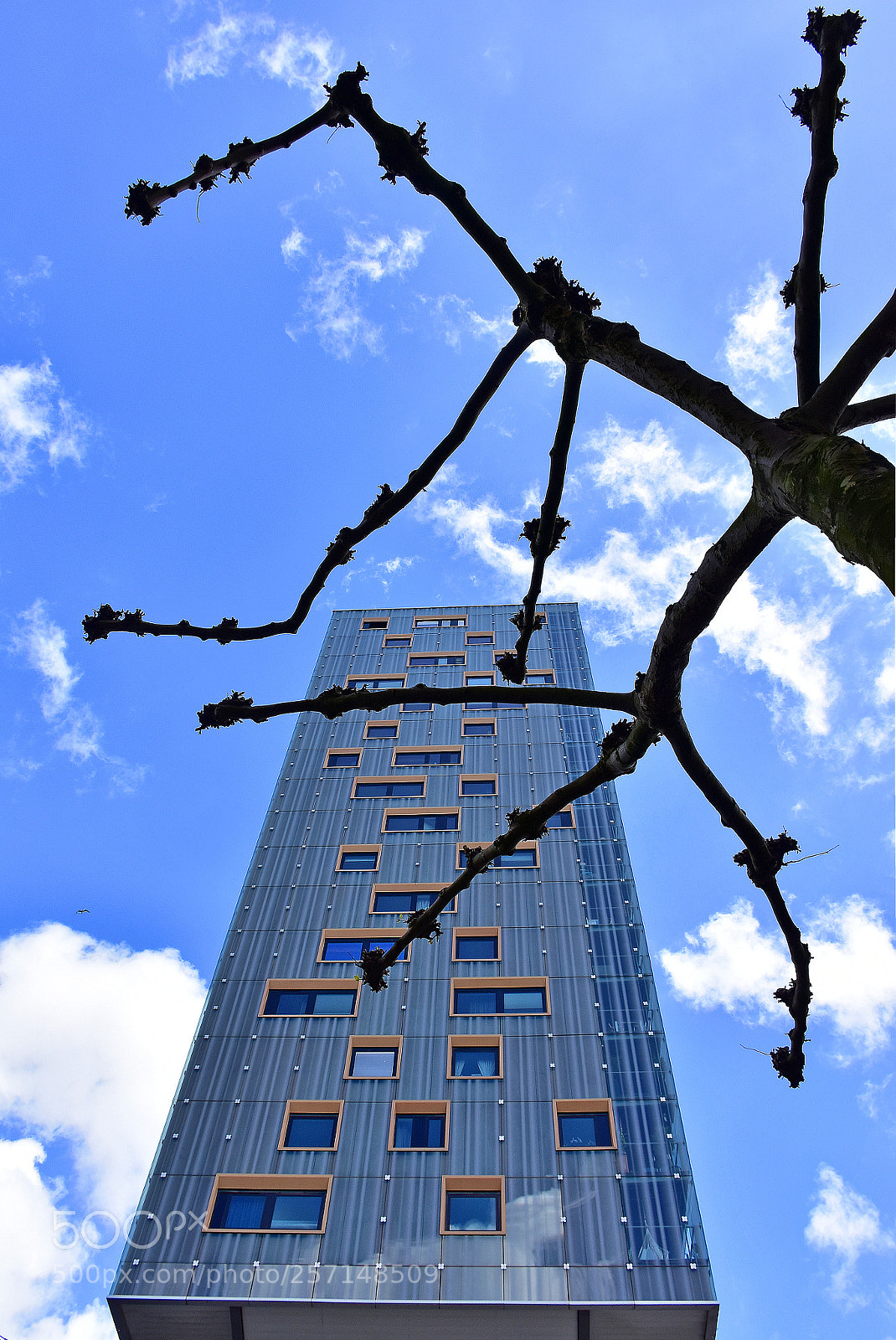 Nikon D7200 sample photo. Spider tree and skyscraper photography
