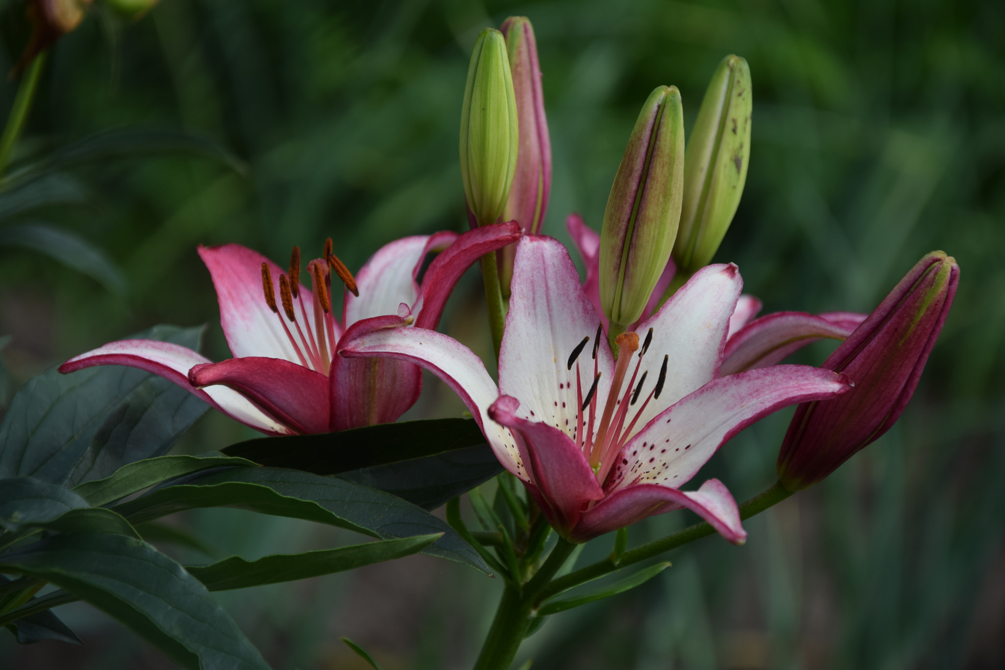 Nikon D3300 sample photo. Lilies photography