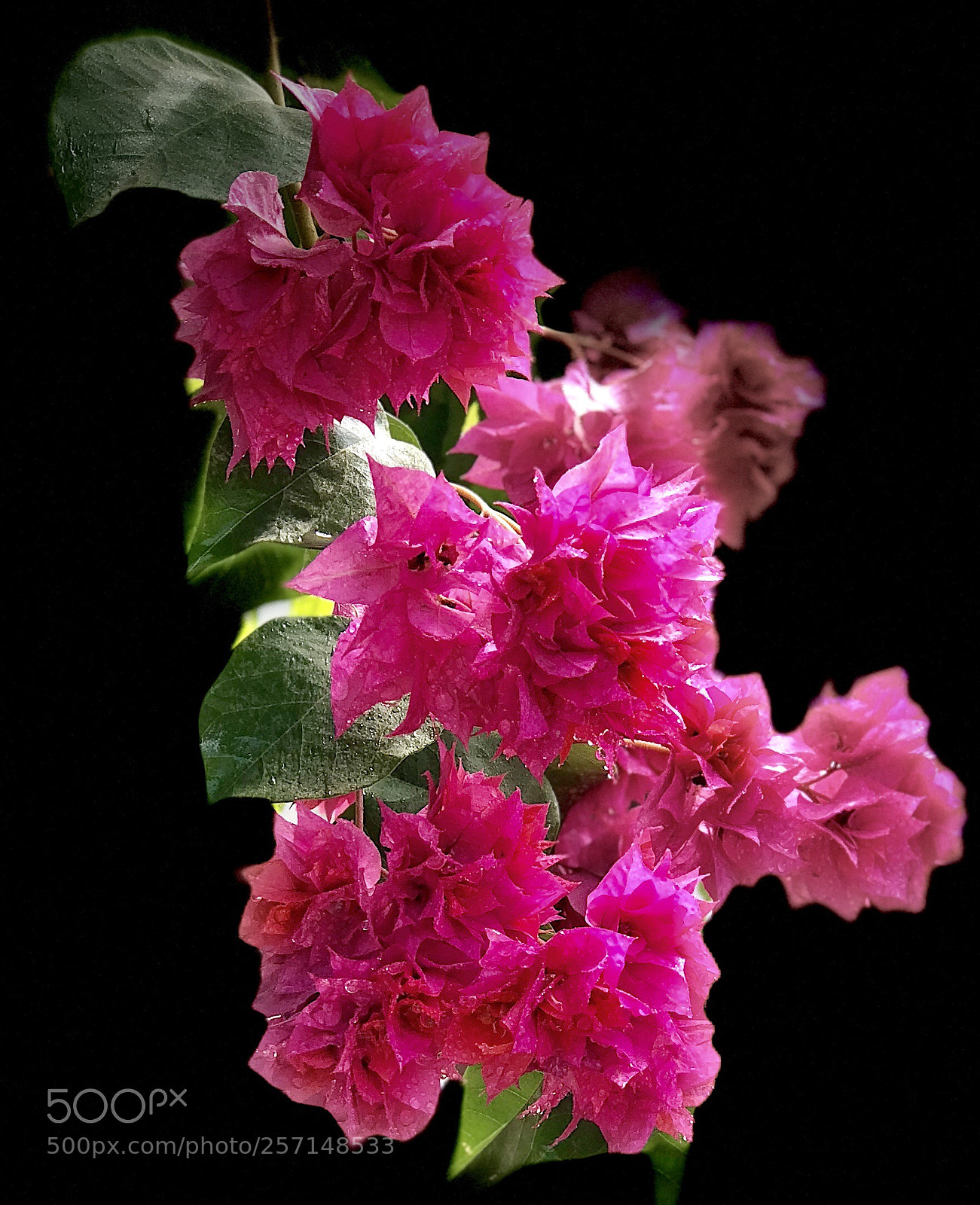 Apple iPhone 8 Plus sample photo. Bougainvillea  photography