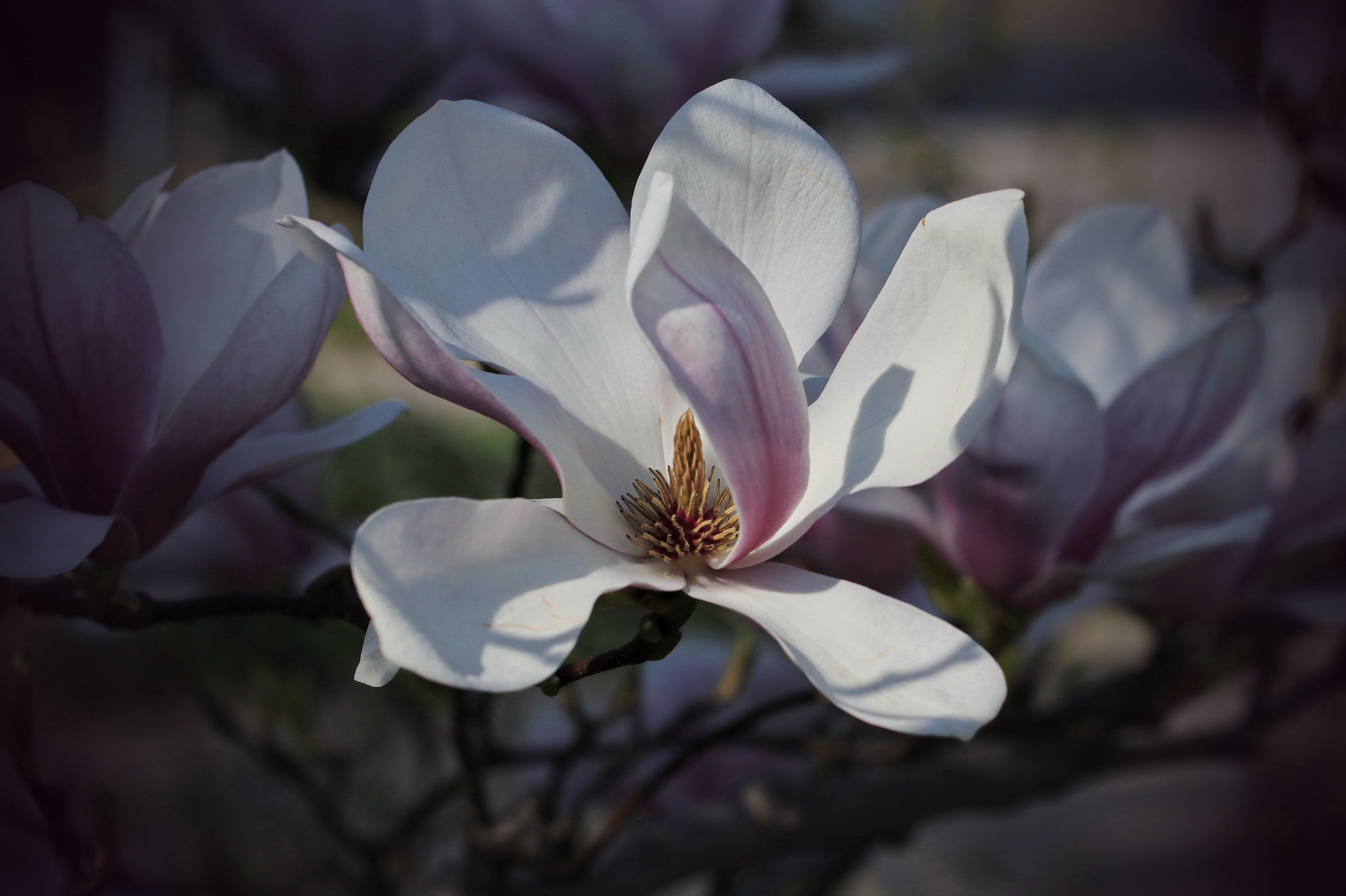 Canon EF 100mm F2.8L Macro IS USM sample photo. Magnolie photography