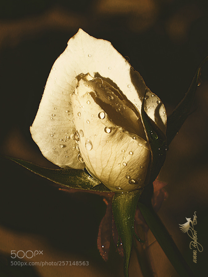 Fujifilm FinePix S1 sample photo. Noir debonair photography