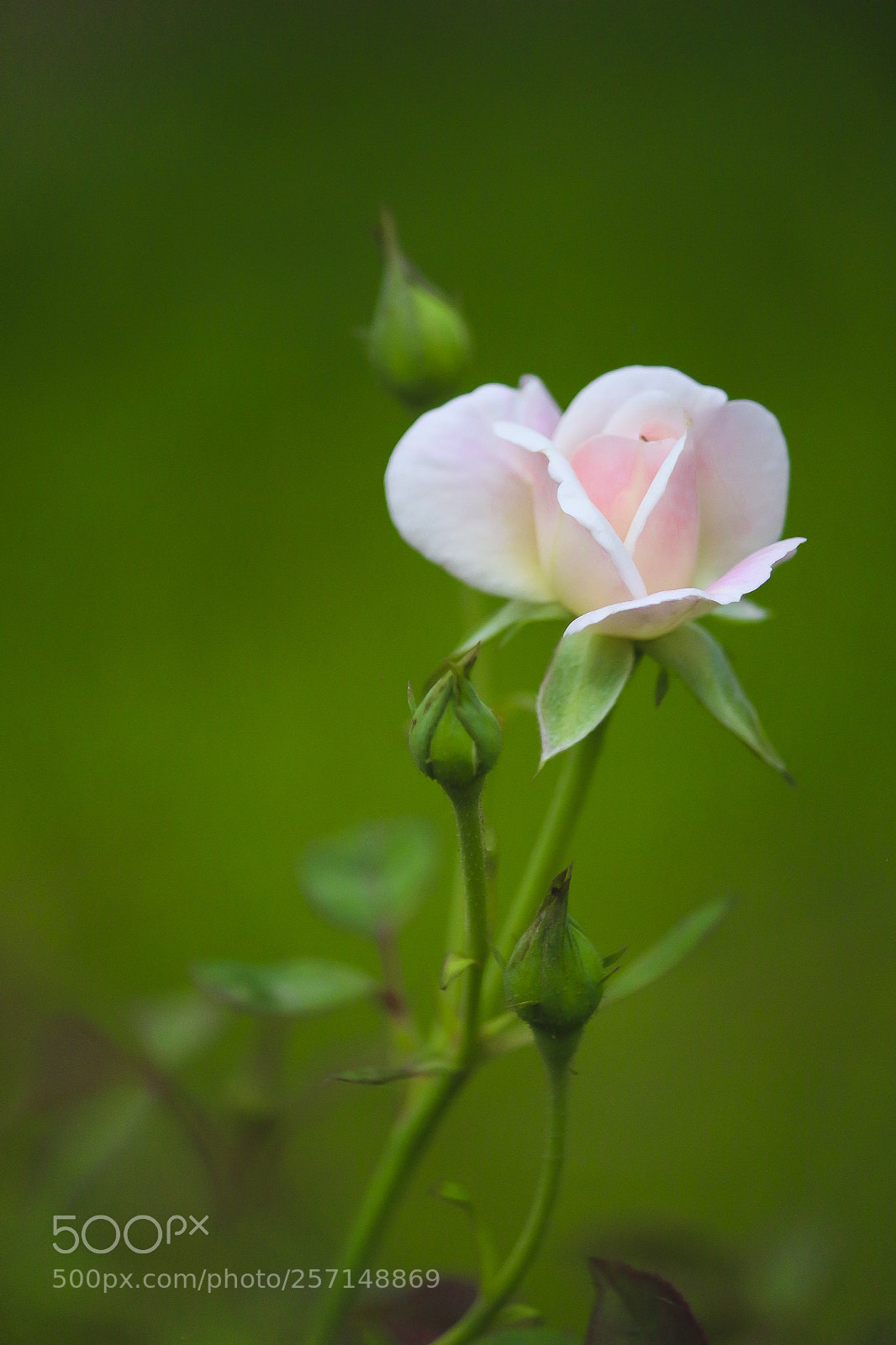 Canon EOS 700D (EOS Rebel T5i / EOS Kiss X7i) sample photo. Pink rose photography
