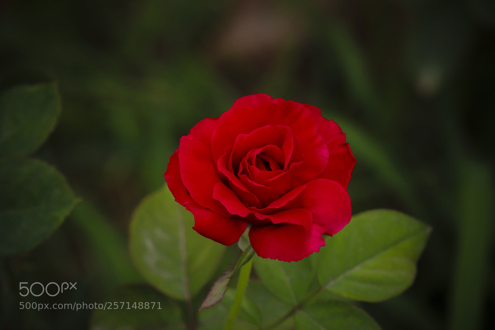 Canon EOS 700D (EOS Rebel T5i / EOS Kiss X7i) sample photo. Red rose photography