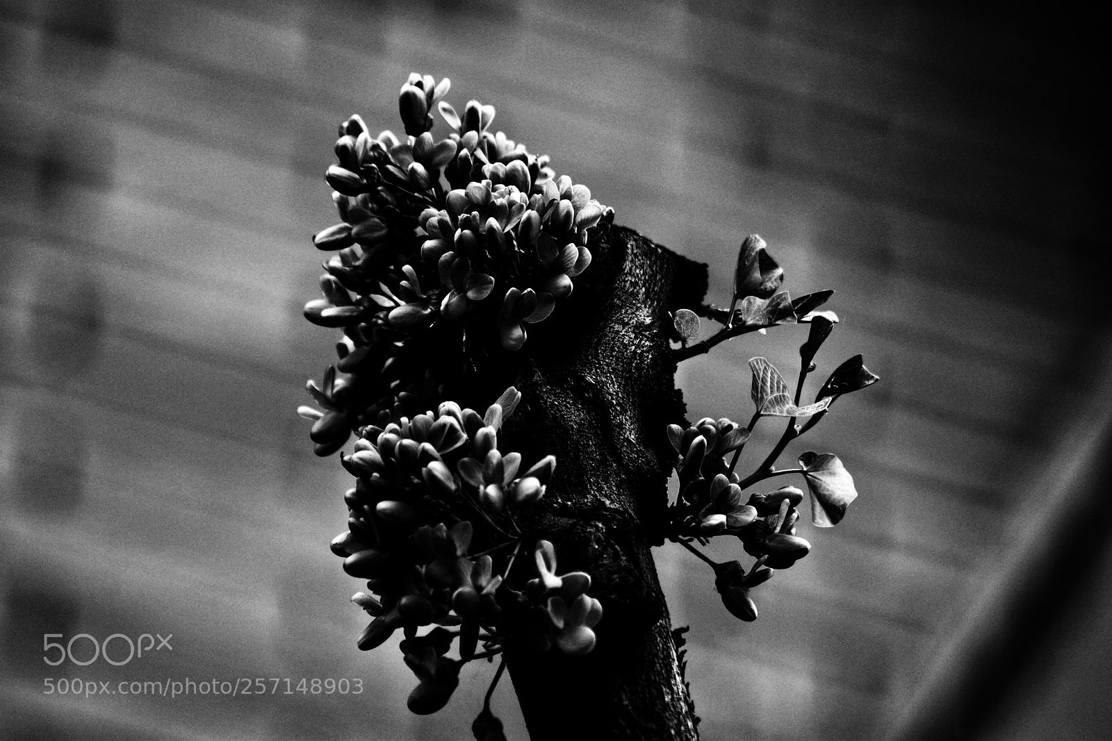 Nikon D3300 sample photo. Black and white photography
