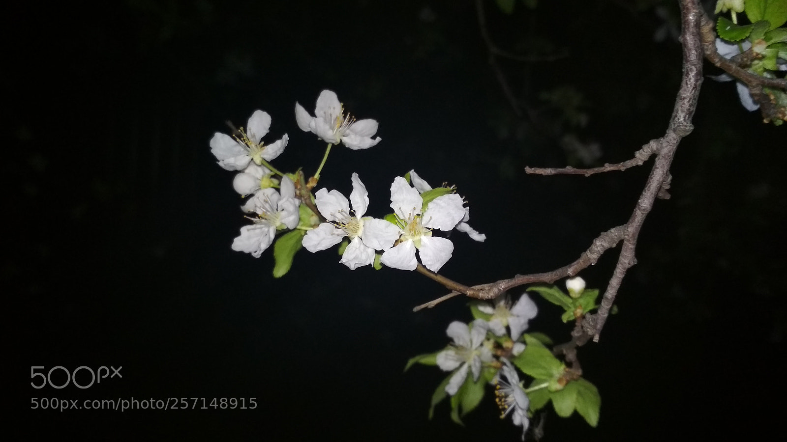 Xiaomi Redmi 4X sample photo. Untitled photography