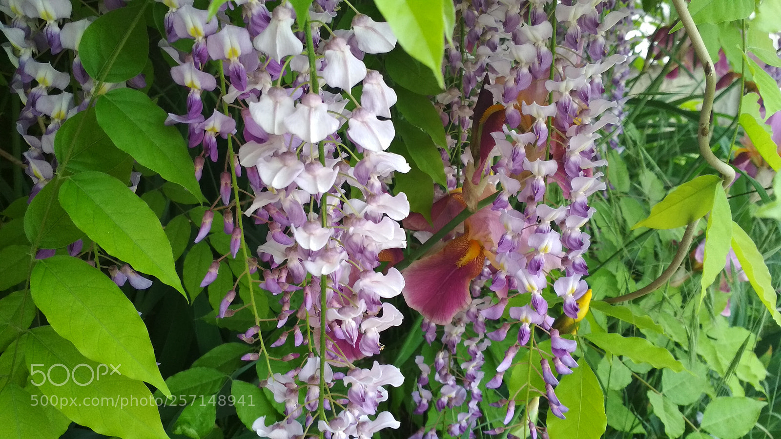 Xiaomi Redmi 4X sample photo. Untitled photography