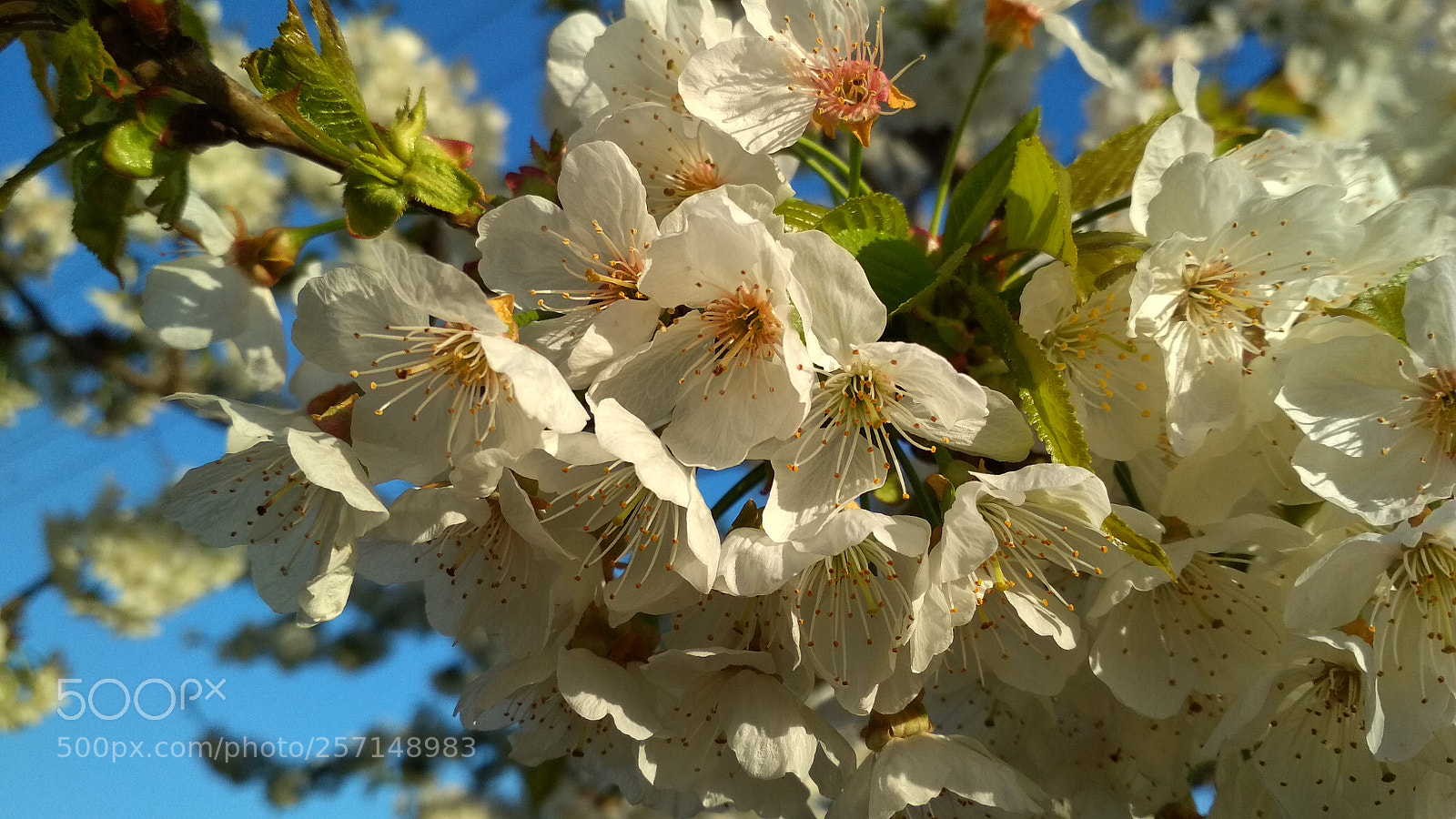 Xiaomi Redmi 4X sample photo. Untitled photography