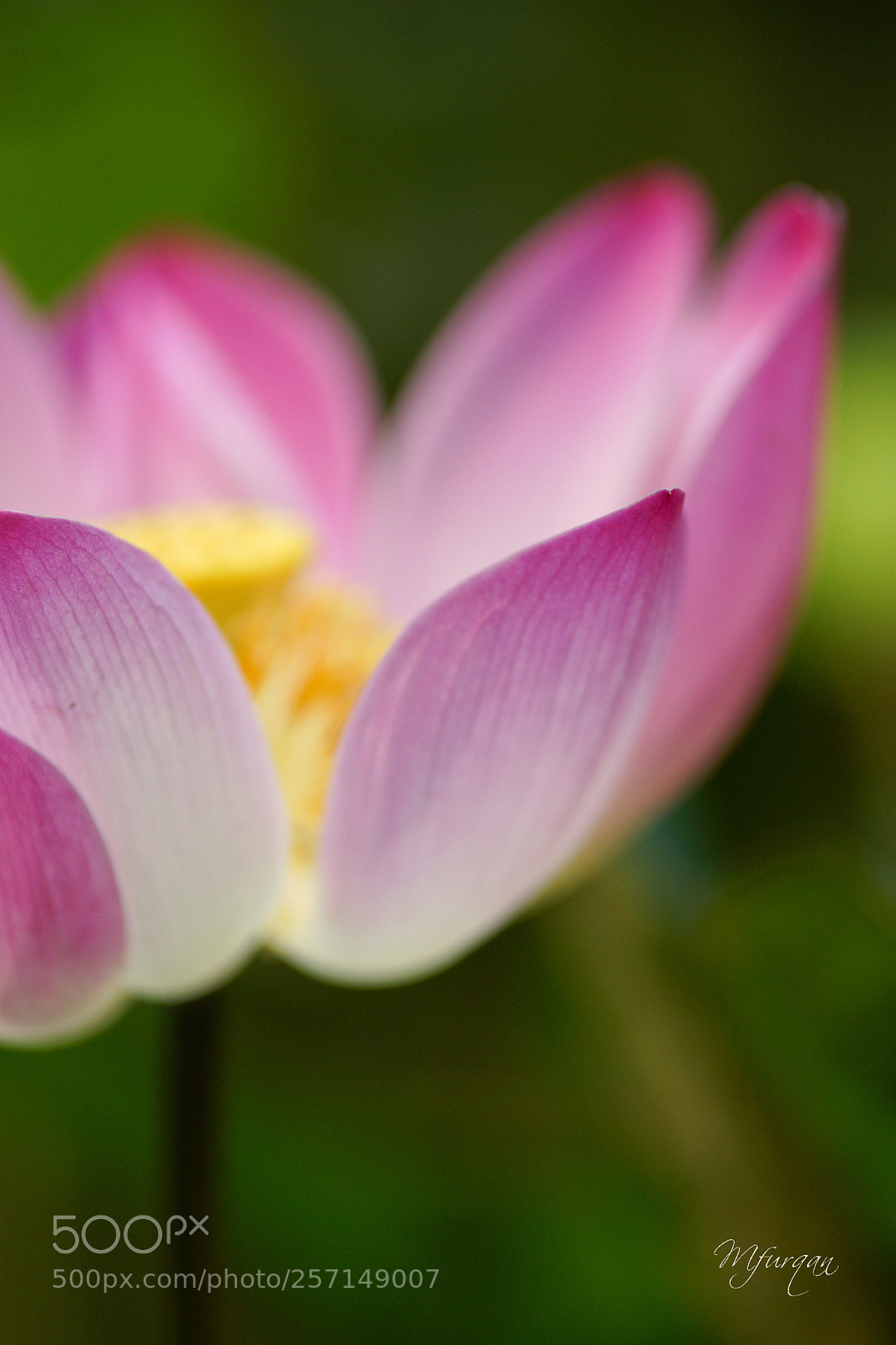 Sony Alpha DSLR-A700 sample photo. Just the lotus... photography