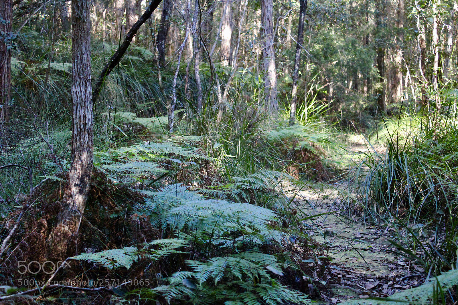 Canon EOS 600D (Rebel EOS T3i / EOS Kiss X5) sample photo. The forest of tranquility photography