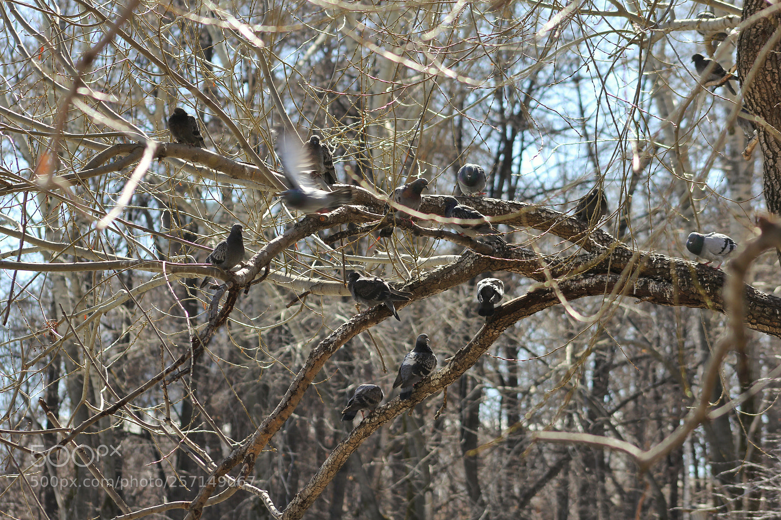 Canon EOS 60D sample photo. Pigeon's tree photography