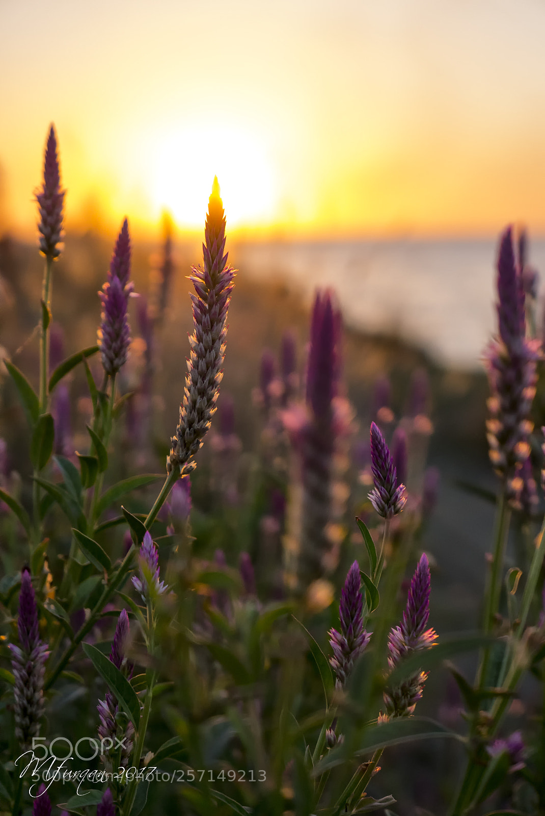 Leica D-Lux (Typ 109) sample photo. Flower with the sunset... photography