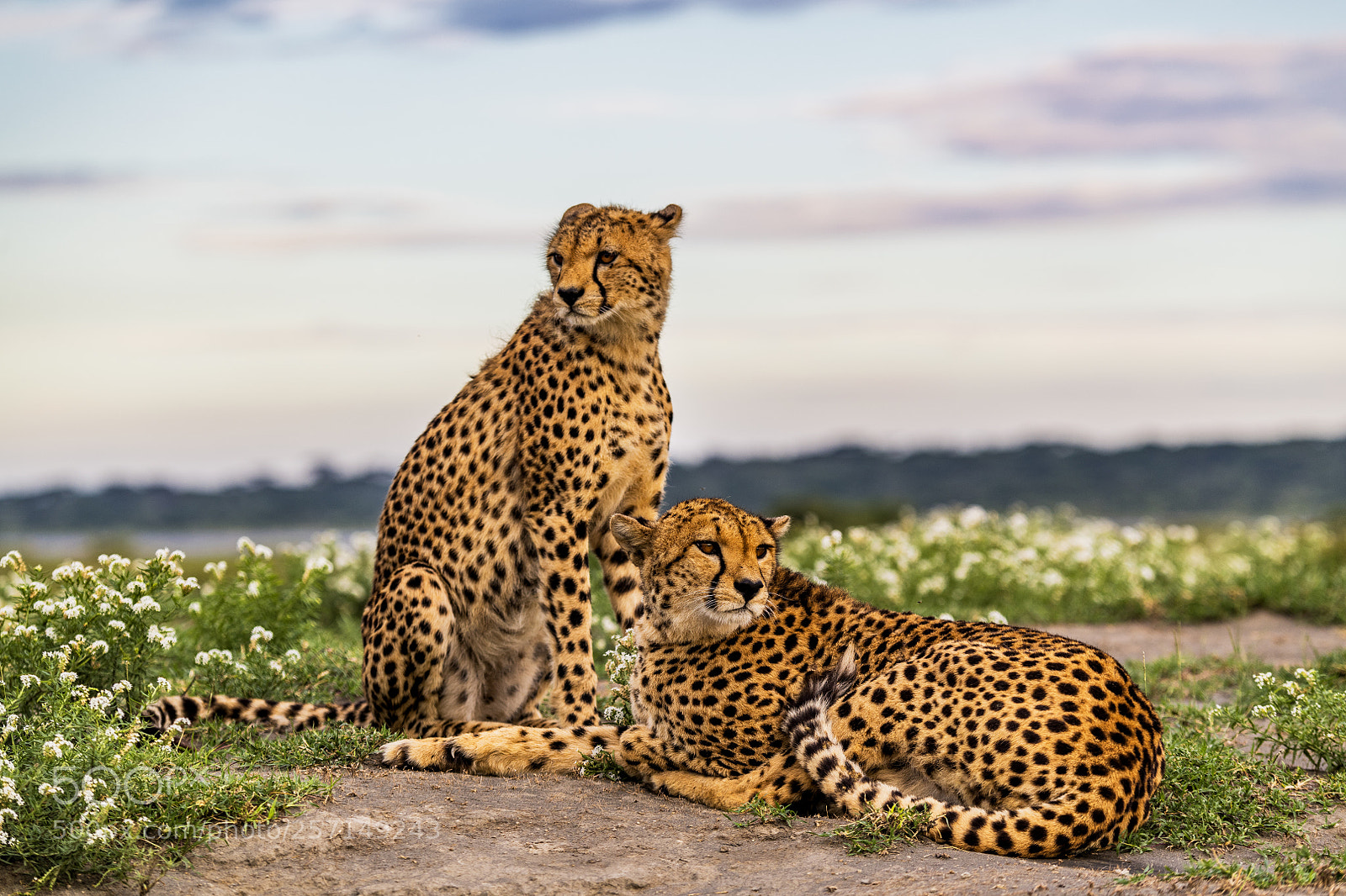 Nikon D850 sample photo. Cheetahs amongst african wildflowers photography