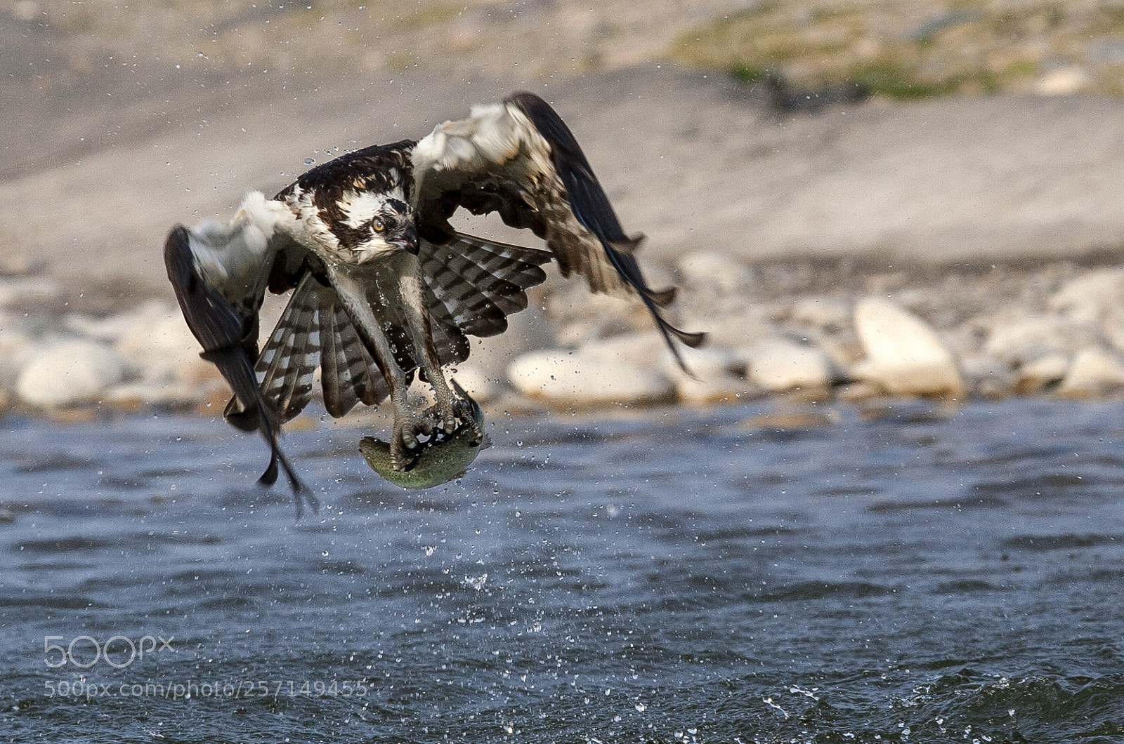 Canon EOS-1D Mark II N sample photo. Lift up photography