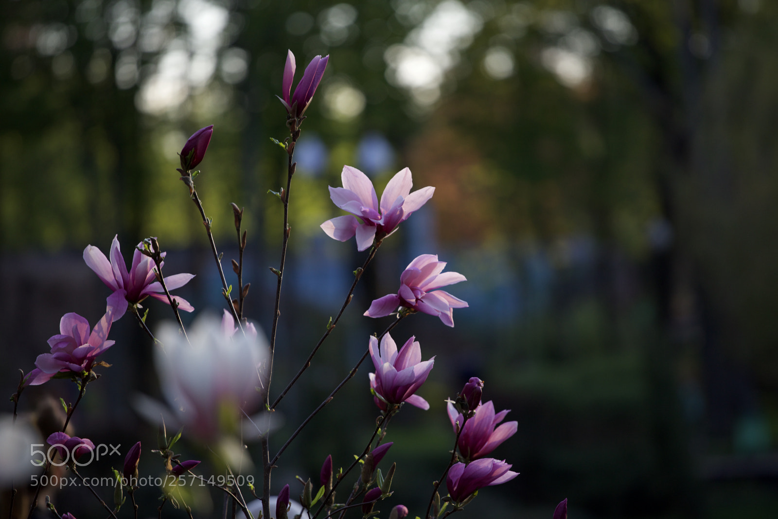 Canon EOS 5DS sample photo. Magnolia - 2 photography