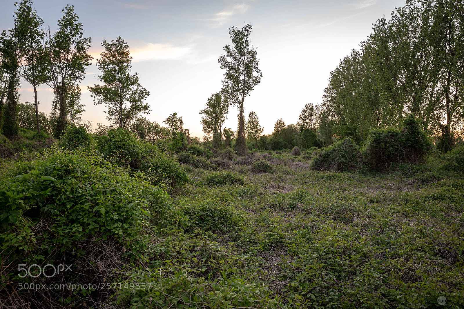 Canon EOS 6D sample photo. Reclaimed by nature photography