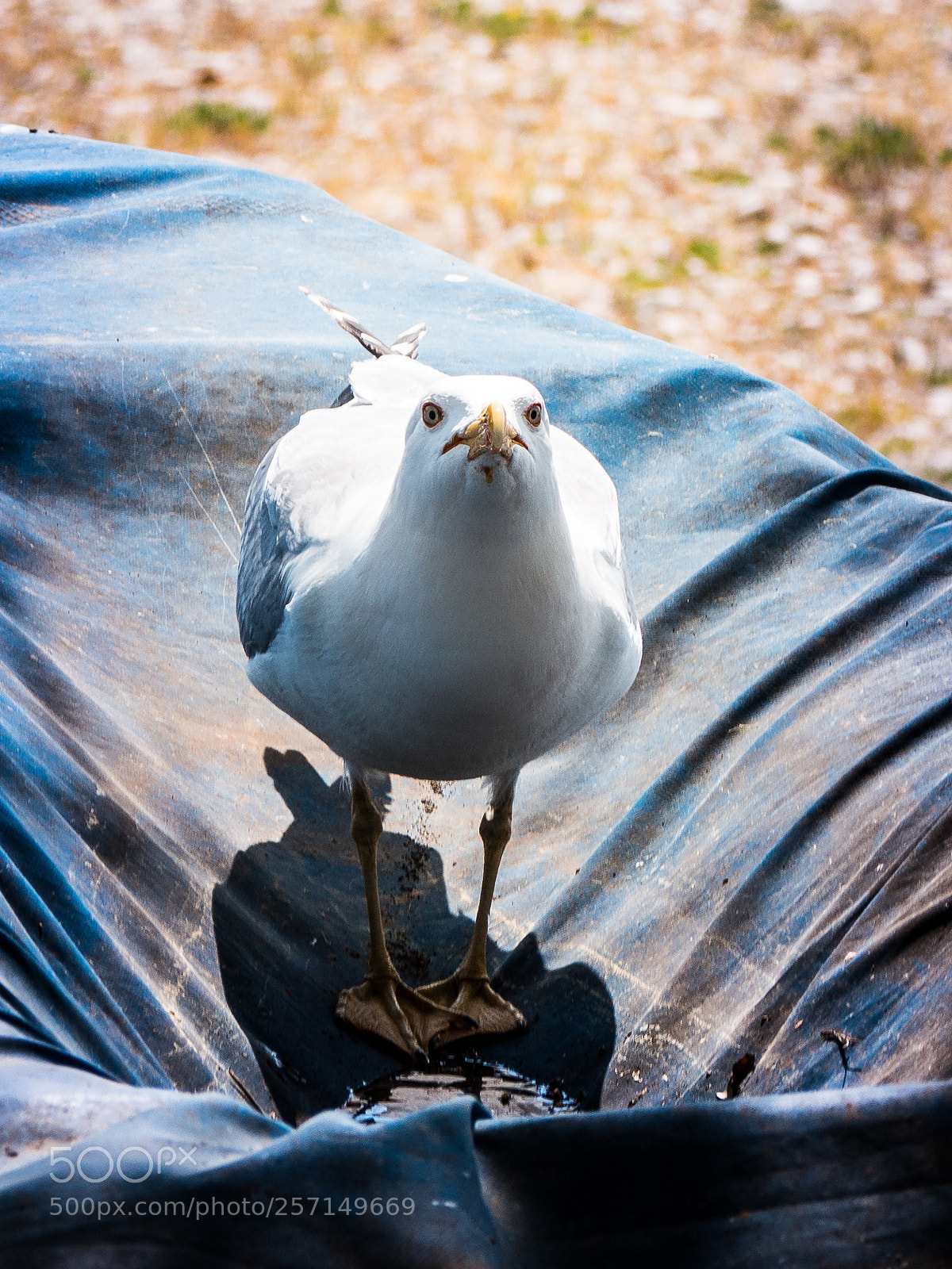 Olympus OM-D E-M10 sample photo. Don't mess with me photography