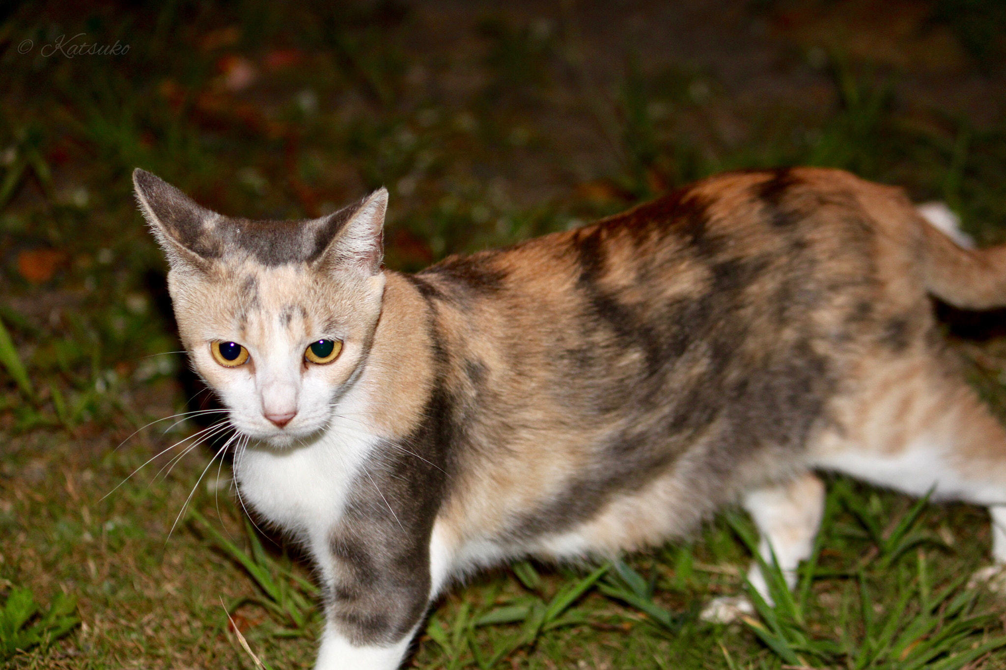 Canon EOS 500D (EOS Rebel T1i / EOS Kiss X3) sample photo. Dilute calico cat photography