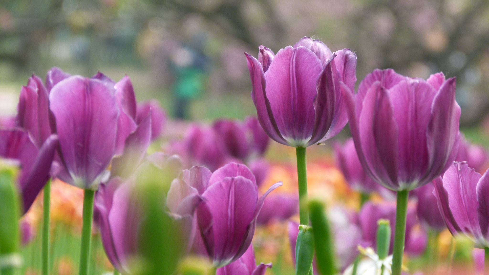 Leica V-Lux 2 sample photo