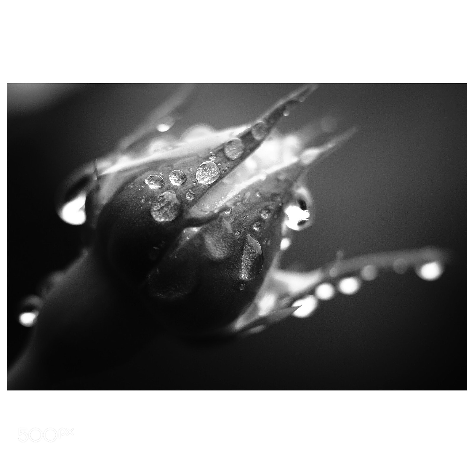 Fujifilm X-T2 sample photo. Untitled photography