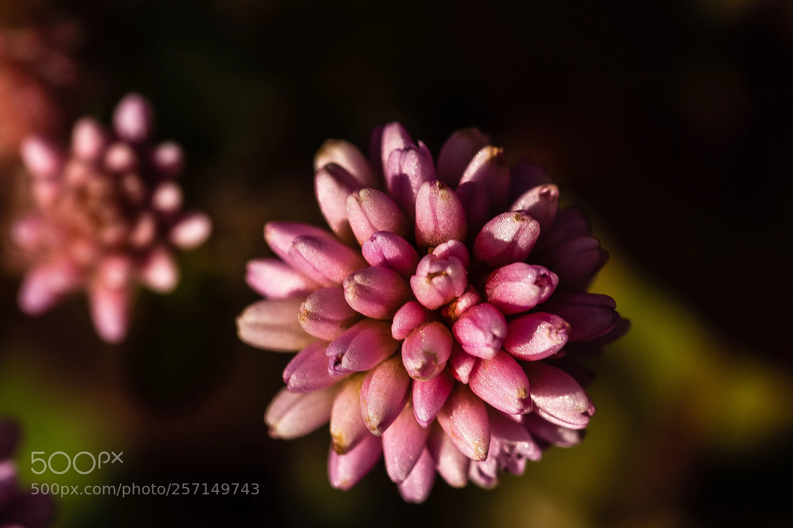 Canon EOS 60D sample photo. Polygonum capitatum photography