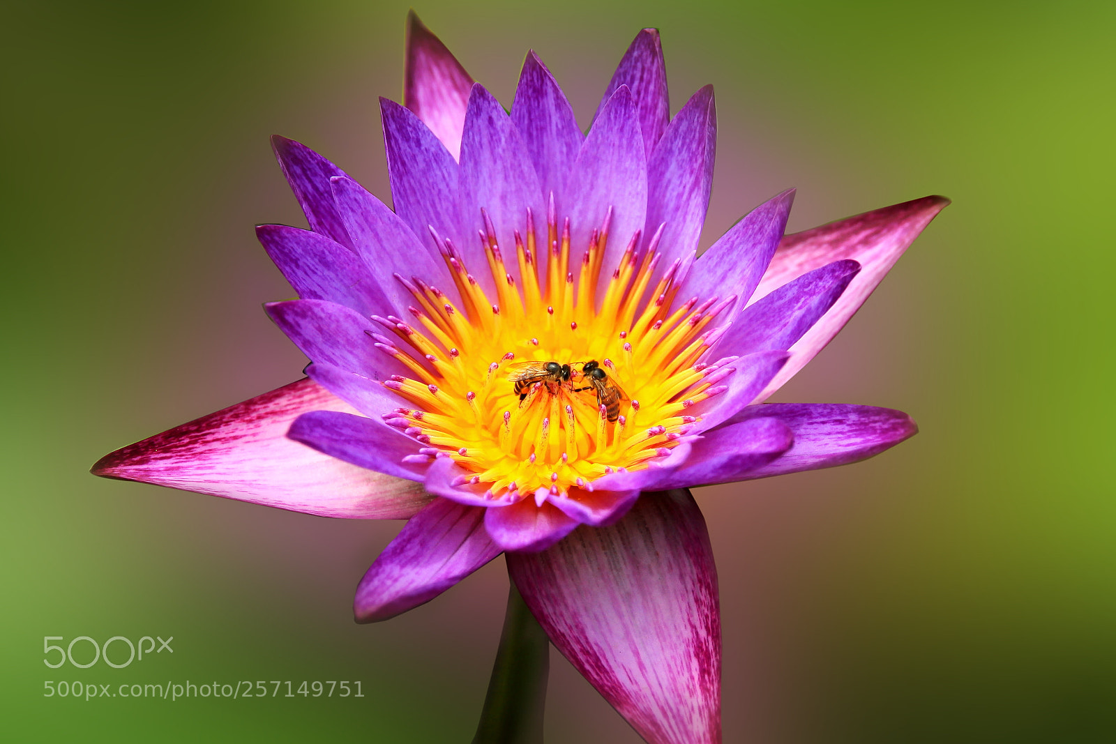 Canon EOS 50D sample photo. Bees and water lily photography