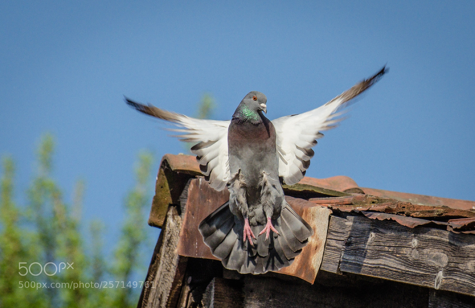 Nikon D5100 sample photo. In flight photography