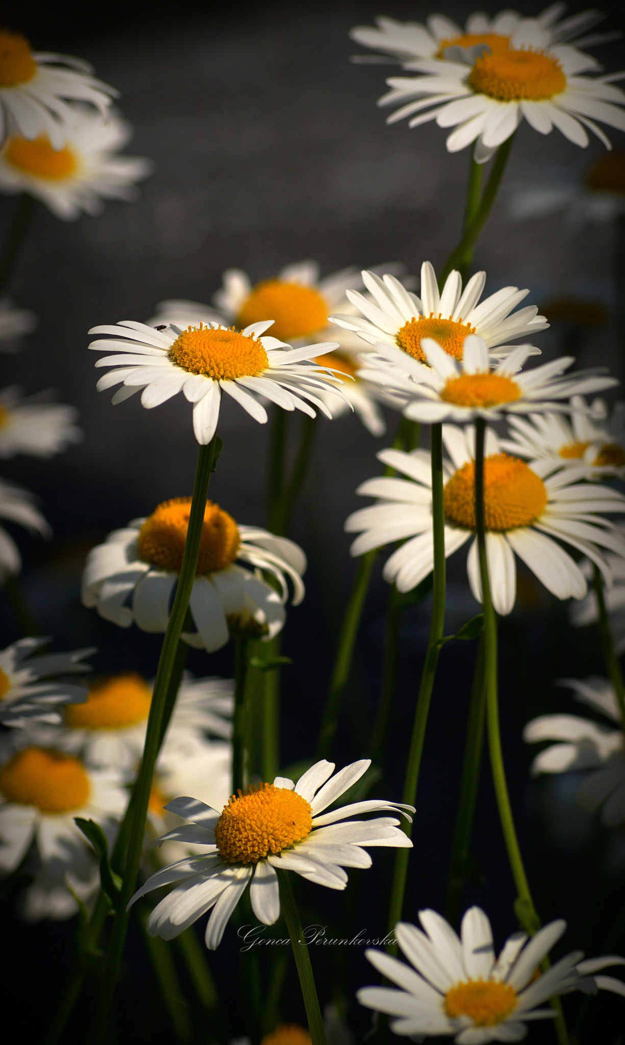 Sony DT 55-200mm F4-5.6 SAM sample photo. Bellis perennis photography