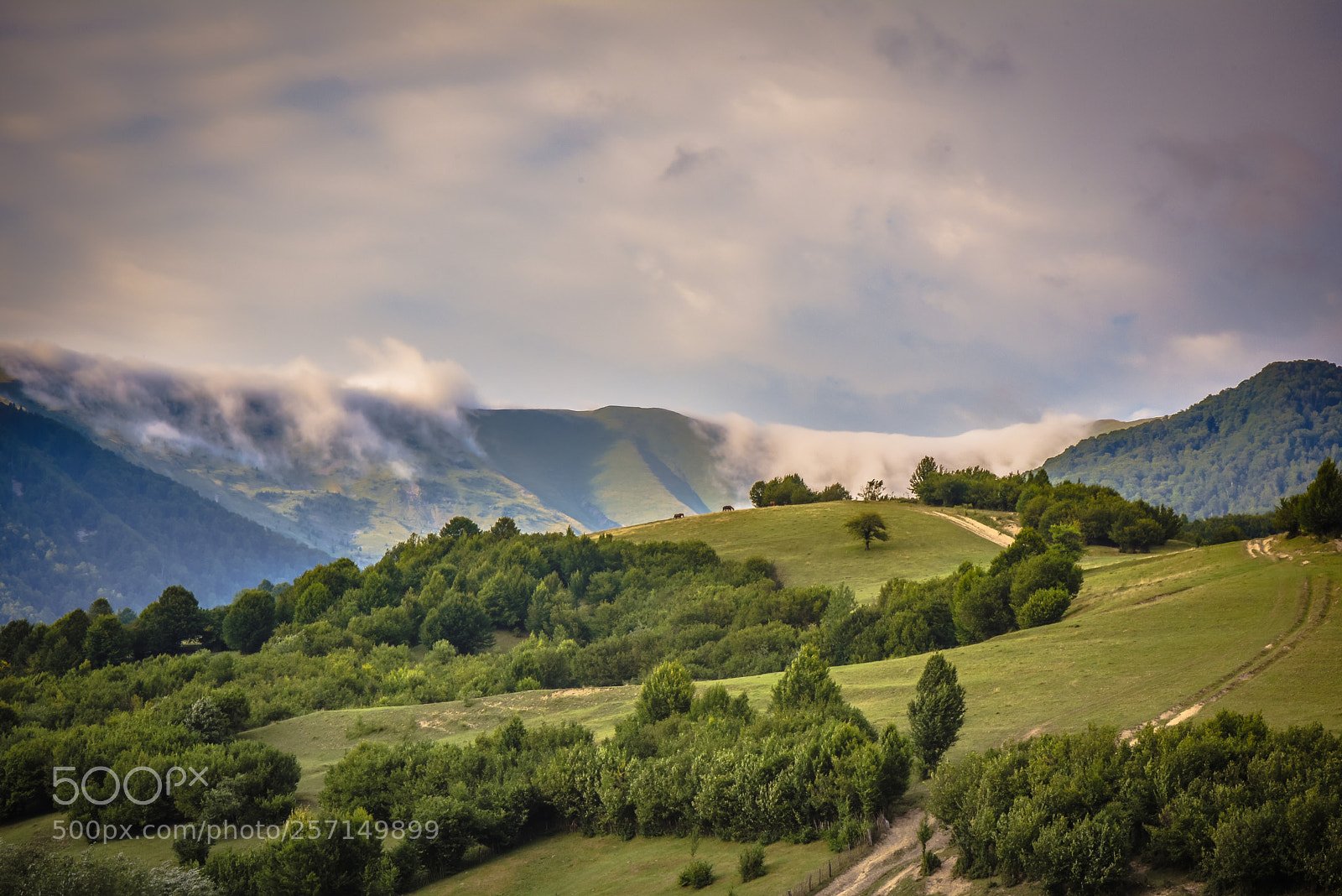 Nikon D750 sample photo. Rainy transcarpathia photography