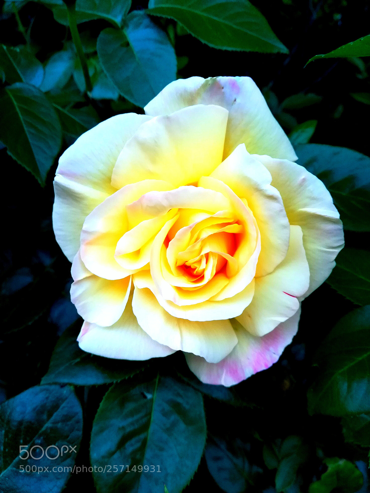 HUAWEI PRA-LX1 sample photo. Untitled photography