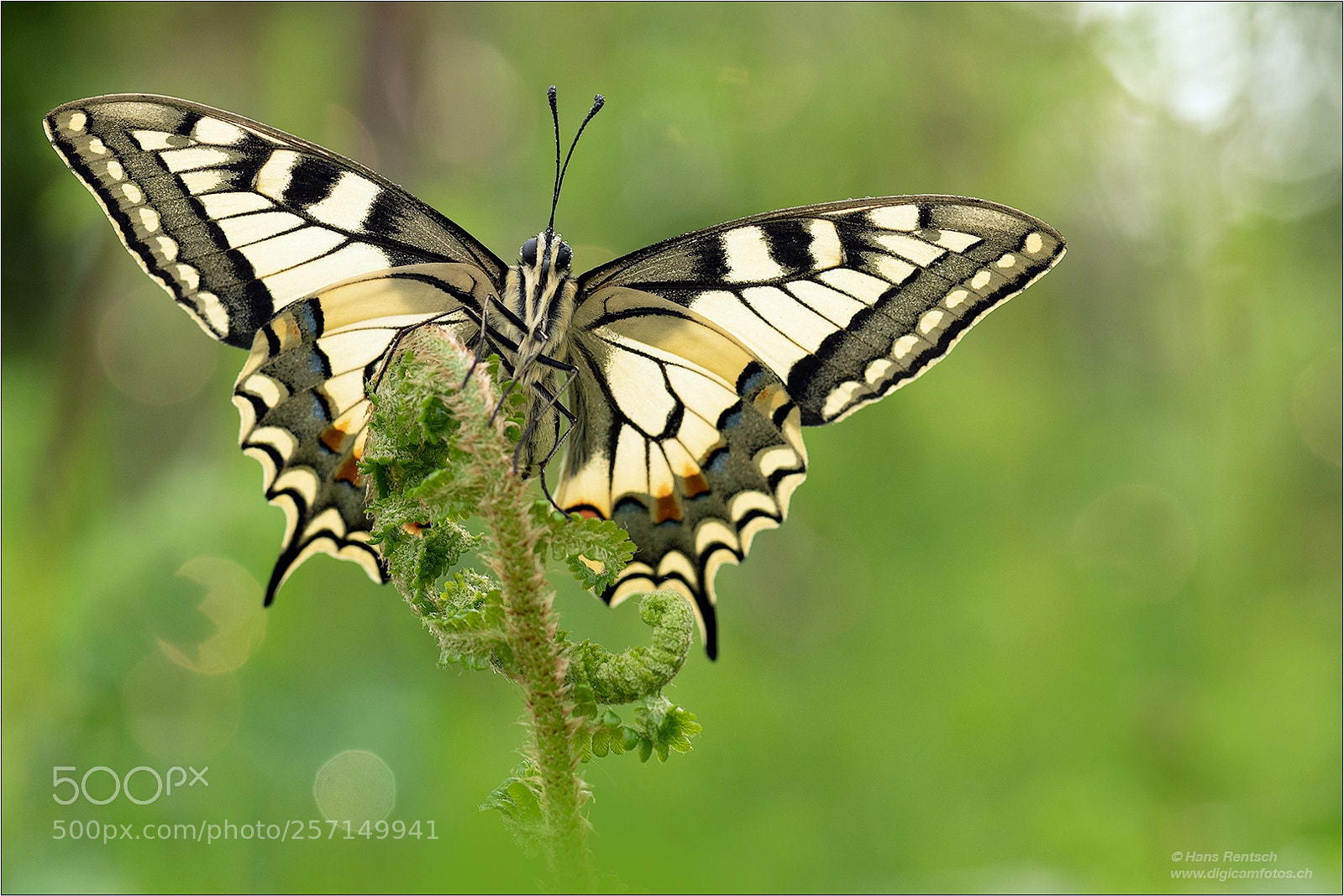 Nikon D850 sample photo. Swallowtail photography