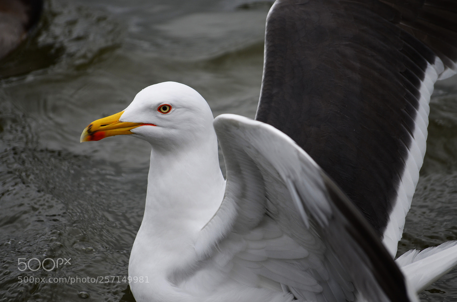 Nikon D5100 sample photo. Seagull photography