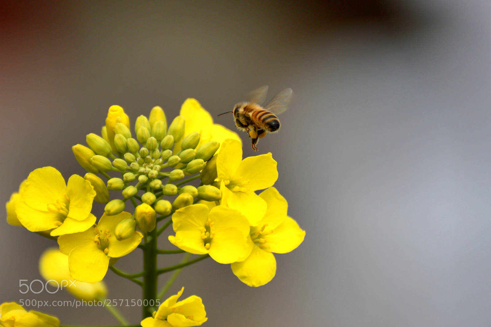 Nikon D3200 sample photo. 油菜 photography