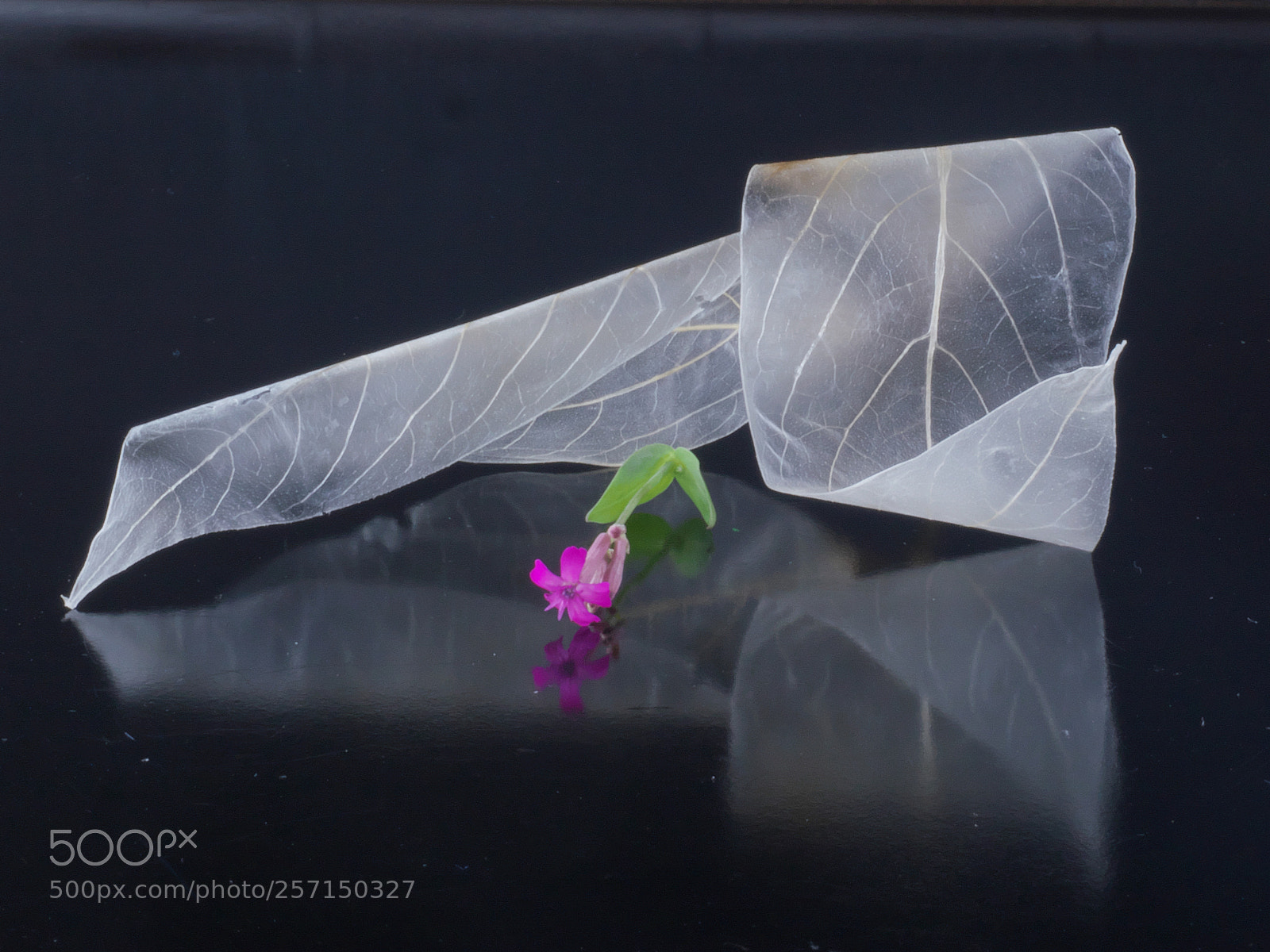 Panasonic Lumix DMC-GX8 sample photo. Leaf photography
