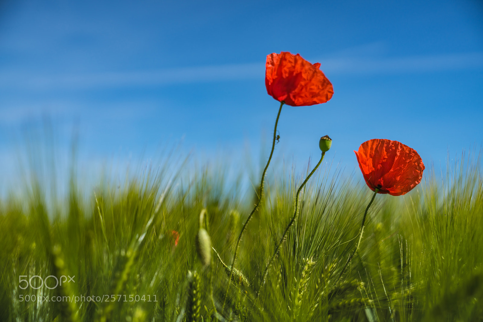 Sony a7R II sample photo. Mohn photography