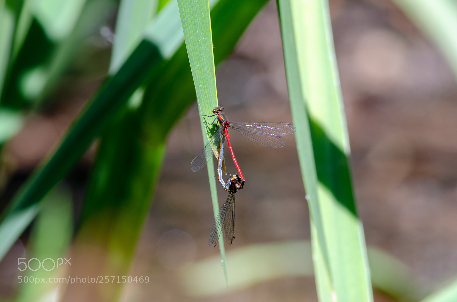 Nikon D5100 sample photo. Libellen photography