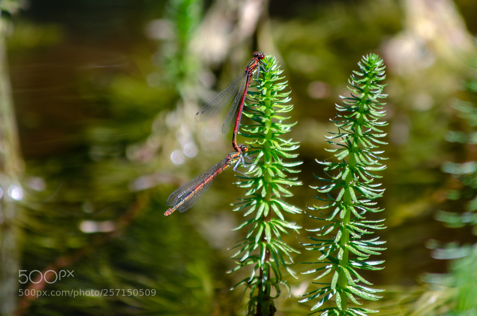 Nikon D5100 sample photo. Libellen photography