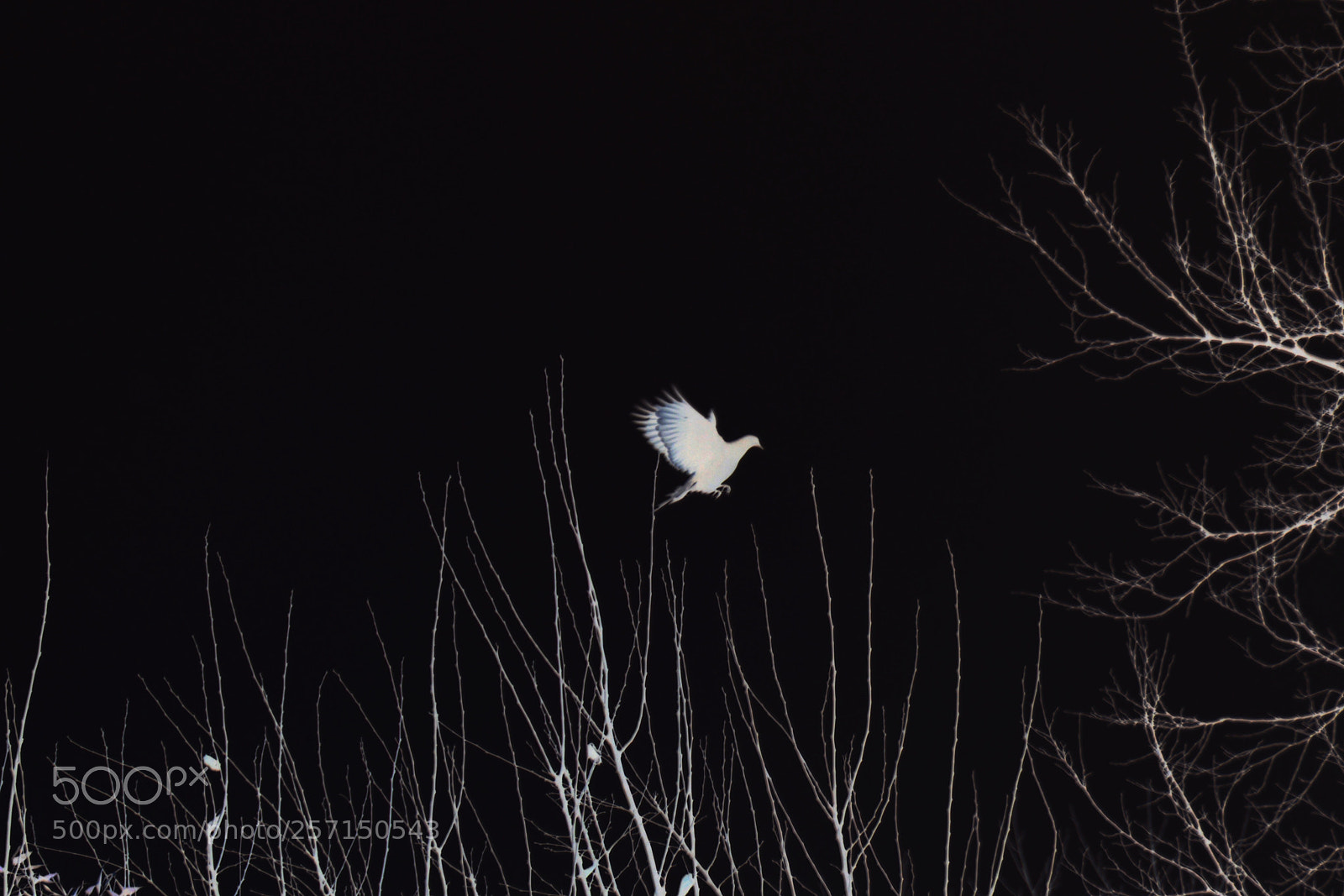 Nikon D3200 sample photo. Untitled photography
