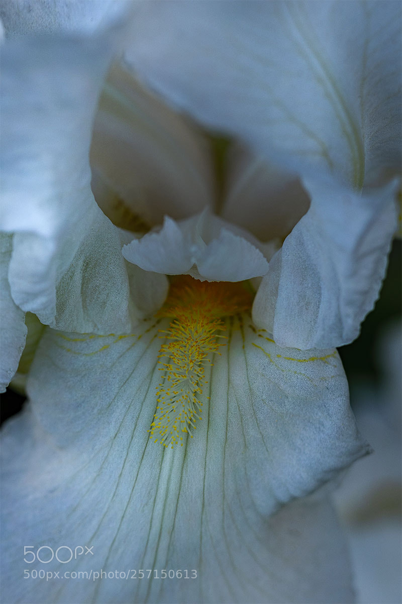 Sony a6300 sample photo. Blüten 090518-004 photography