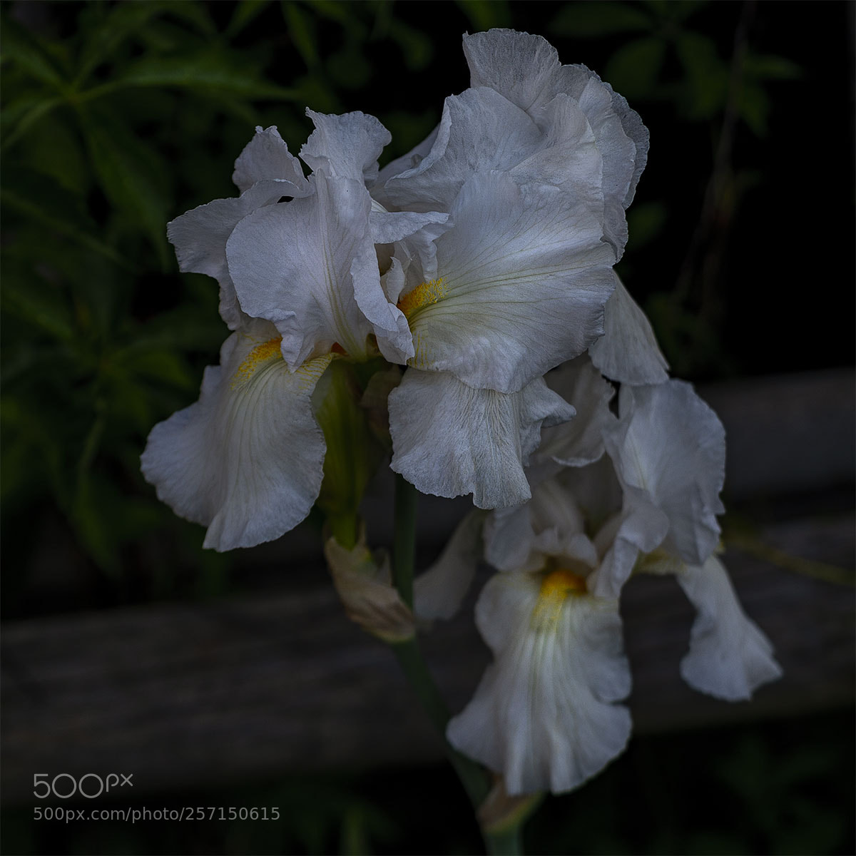 Sony a6300 sample photo. Blüten 090518-002 photography