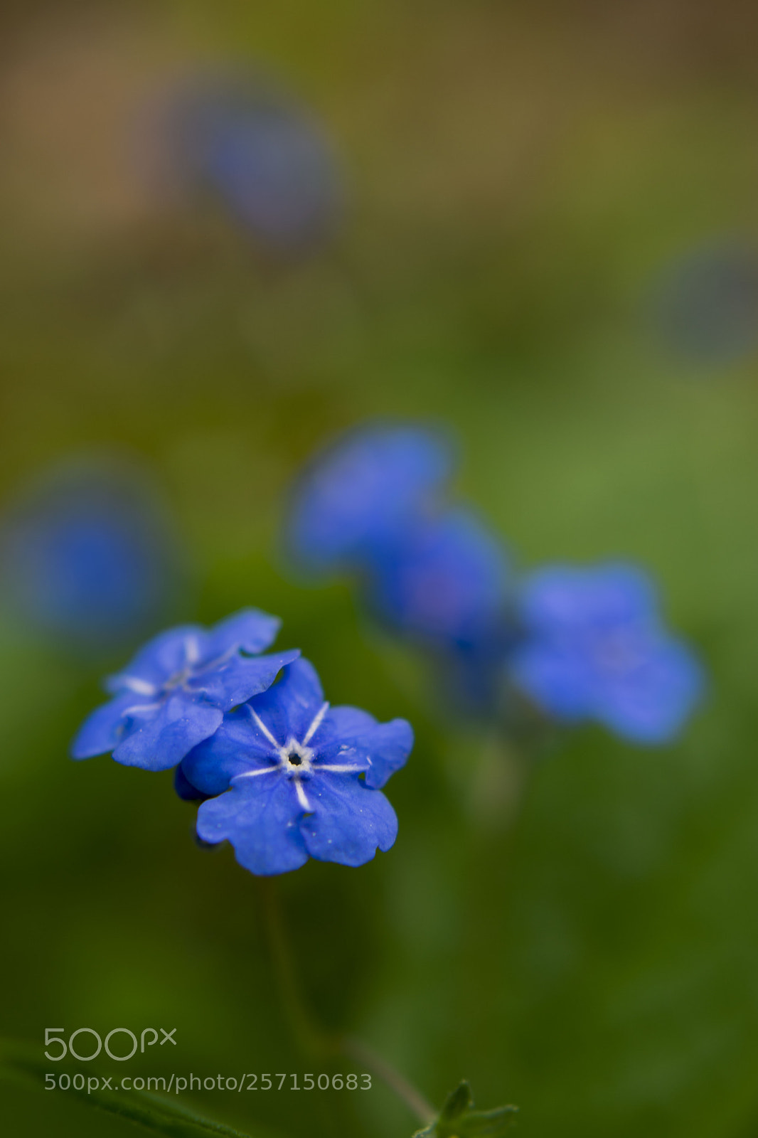 Nikon D3400 sample photo. Forget me not photography