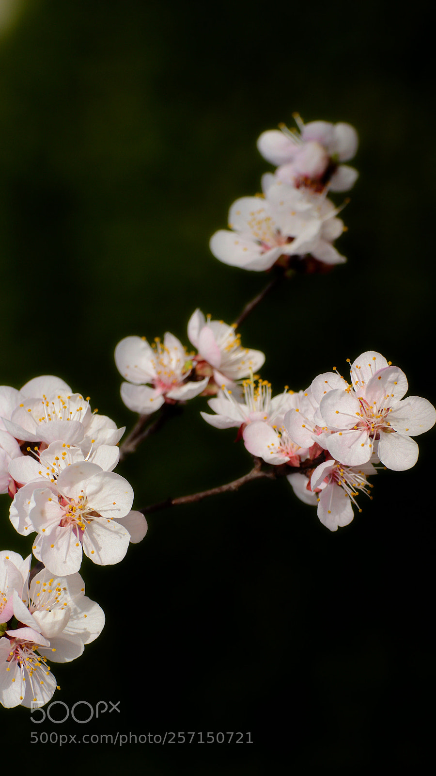 Nikon D3200 sample photo. Untitled photography