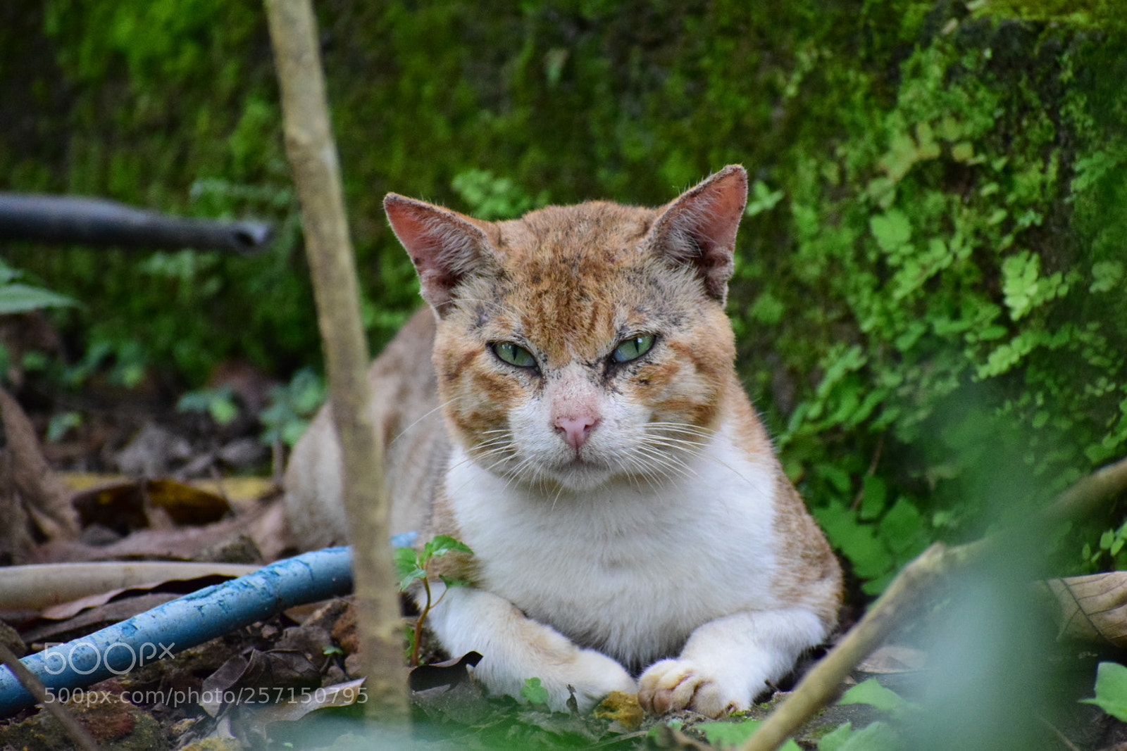 Nikon D5300 sample photo. Scar face photography