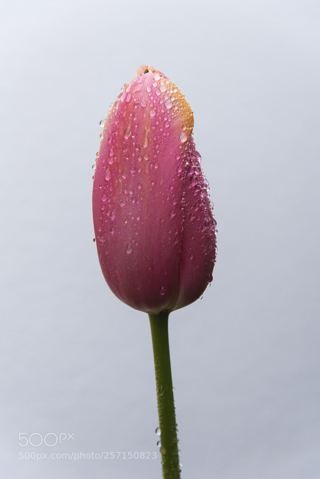 Nikon D750 sample photo. Pink tulip photography
