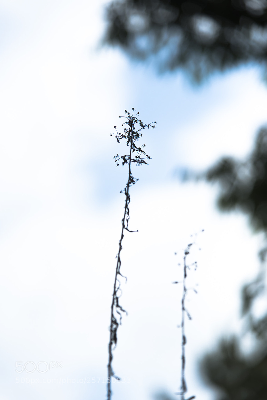 Nikon D810 sample photo. To live   no.2 photography