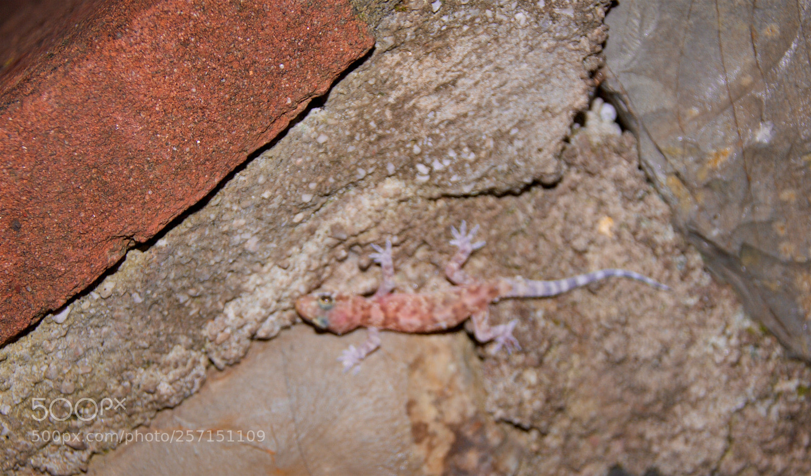 Nikon D60 sample photo. Version photography